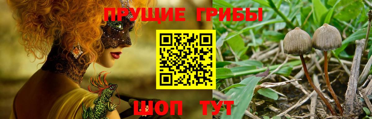 Галлюциногенные грибы Psilocybe  Вход с VPN  Псилоцибиновые грибы ЛСД  где купить наркоту  Славянск-на-Кубани 